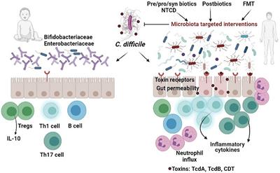 Gut Dysbiosis and Clostridioides difficile Infection in Neonates and Adults